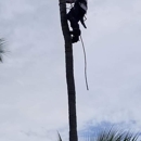 A1 Arborist Tree Service - Tree Service