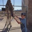 Lion Habitat Ranch - Ranches