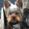 Classy K9 Cuts gallery