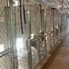 Country Mile Kennel gallery