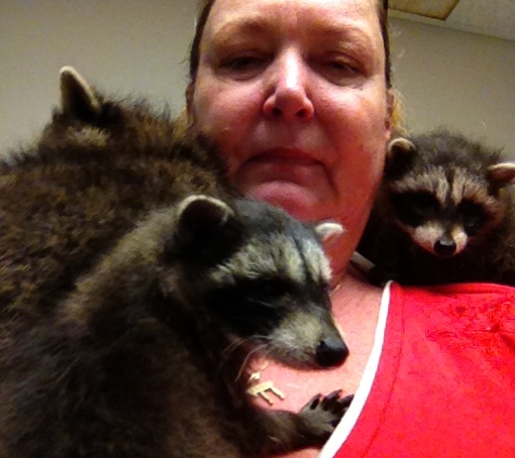 Alamo Heights Pet Clinic Inc - San Antonio, TX. Some of my coons from Missouri