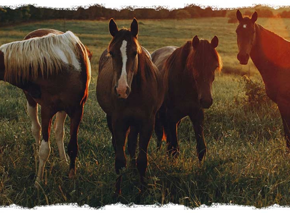 Howard Springs Veterinary Clinic - Howard Springs, NT