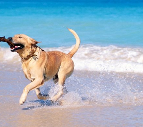 My Vets Irrawang. We Will Provide Guidance Regarding Your Pet's Nutritional Needs For Each Life Stage