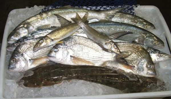 Urangan Fisheries - Urangan, QLD