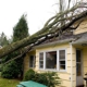 Elevated Tree Service