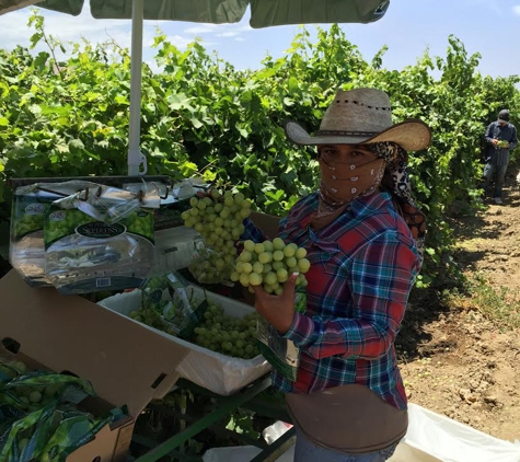 MG & SONS INC FARM LABOR CONTRACTING - Shafter, CA