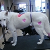 Pawfect Grooming gallery