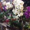Lolitas Flower Shop gallery