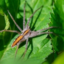 Huffman Pest Control - Pest Control Equipment & Supplies