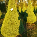 Holly Berry Hills Tree Farm - Christmas Trees