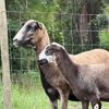 Bell Family Farm and Apiary gallery