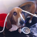 That Dirty Dog Inc - Pet Grooming