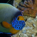 Aquarium Doctors - Aquariums & Aquarium Supplies-Wholesale & Manufacturers