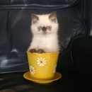 Hillcrest Animal Hospital - Veterinarians