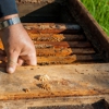Gillson Pest Control gallery
