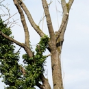 Bernie Tree Service - Tree Service