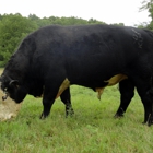 Missouri Black Herefords