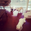 New York Dog Nanny - Pet Services