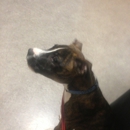 Animal Hospital of Cornelius - Veterinary Clinics & Hospitals