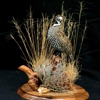Arizona Wings Taxidermy - Bird Taxidermy gallery