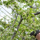 Beaver Tree Services - Tree Service