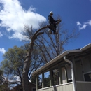 King Tree Service - Tree Service