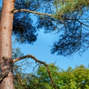 Aspen tree operations inc - Tree Service