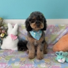 Pampered Paws Pet Grooming gallery
