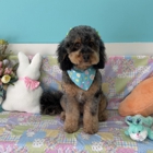 Pampered Paws Pet Grooming