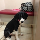 San Juan Veterinary Hospital - Veterinarians