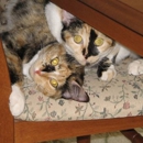 The Pet's Home - Pet Specialty Services