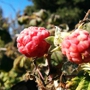 Edible School Yard