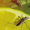 Pest Elimination gallery