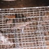 ProYard Management Pest Control gallery