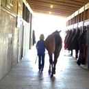 Select Show Horses - Horse Training