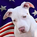 All American Pets, Inc. - Pet Supplies & Foods-Wholesale & Manufacturers