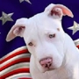 All American Pets, Inc.