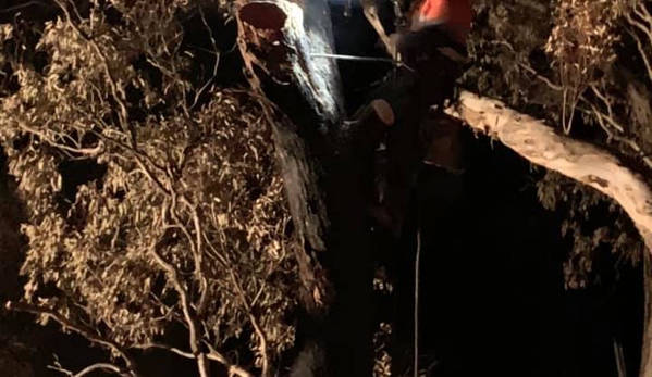 Nelson's Tree Services