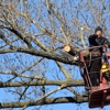 The Tree Service Co gallery