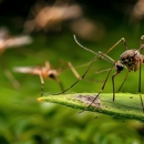 Master Mosquito Control - Pest Control Equipment & Supplies