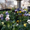 Davis Florist / The Plant Place gallery