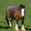 Five Star Gypsy Farm - Horse Breeders