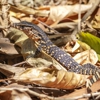 Animal Trapping Services gallery