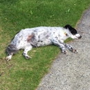 Paulas Professional Dog Grooming