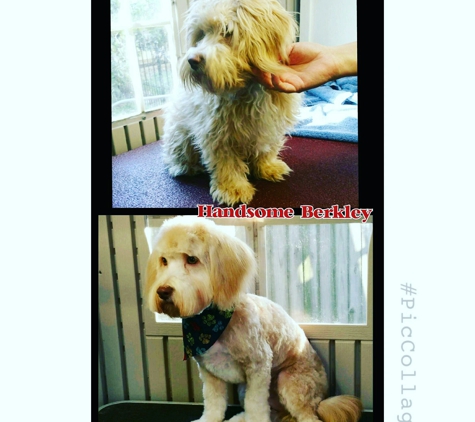 Pretty Paws Pet Salon - Corpus Christi, TX. First he found a new home.  Now he gets a makeover :)