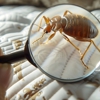Moxie Pest Control gallery