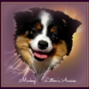 Litton's Mini Aussies gallery