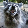 KYote Wildlife/Pest Control gallery