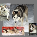 Breton Brook Indian Dogs - Pet Breeders