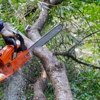 Local Tree Experts gallery